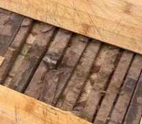 女子不测摔断菜板发觉里面发霉变黑